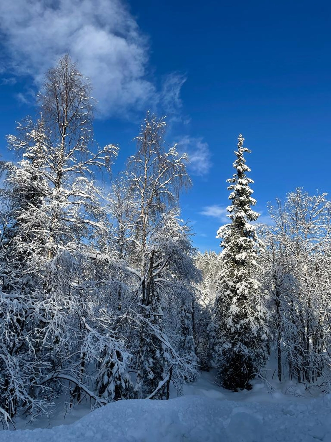 Lofoten Islands to Kiruna in Sweden by  LTO Sprachprüfung