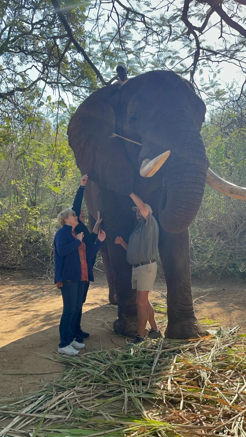 Elephant Whisperers by LTO Sprachprüfung