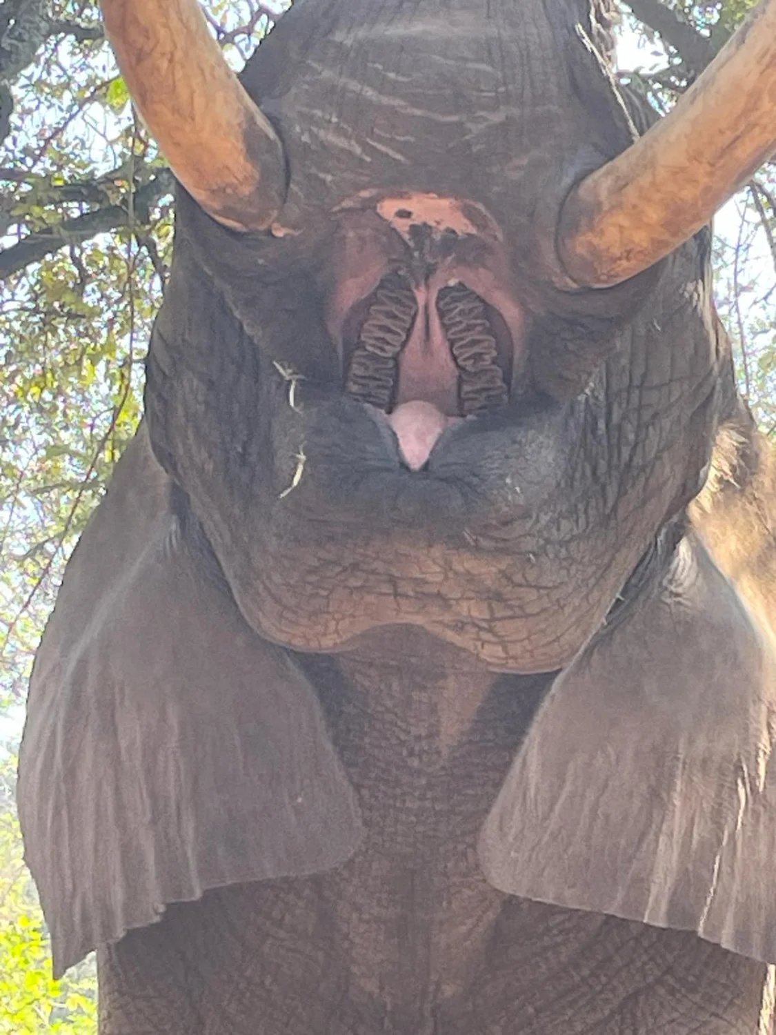 Elephant Whisperers by LTO Sprachprüfung