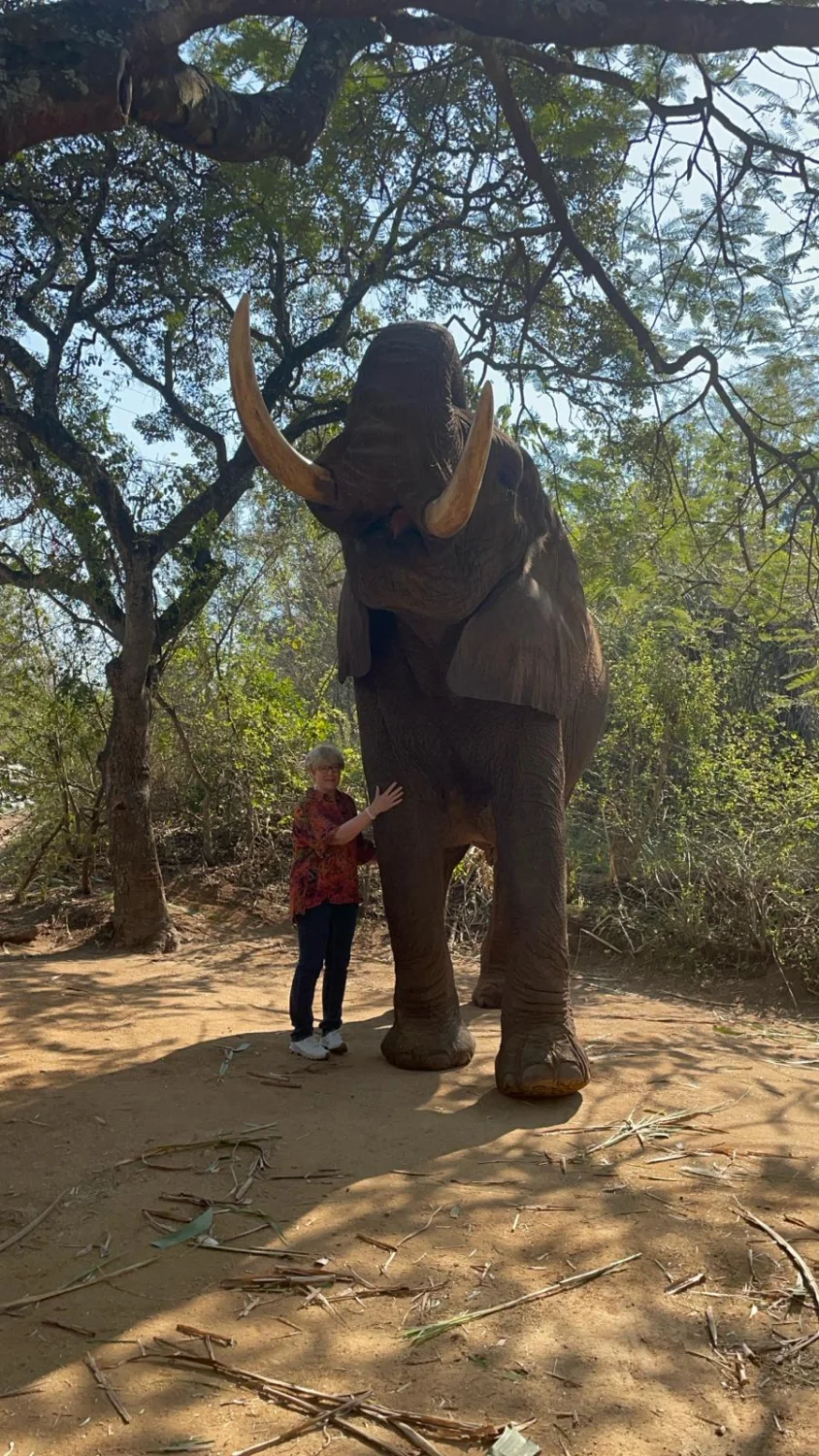 Elephant Whisperers by LTO Sprachprüfung