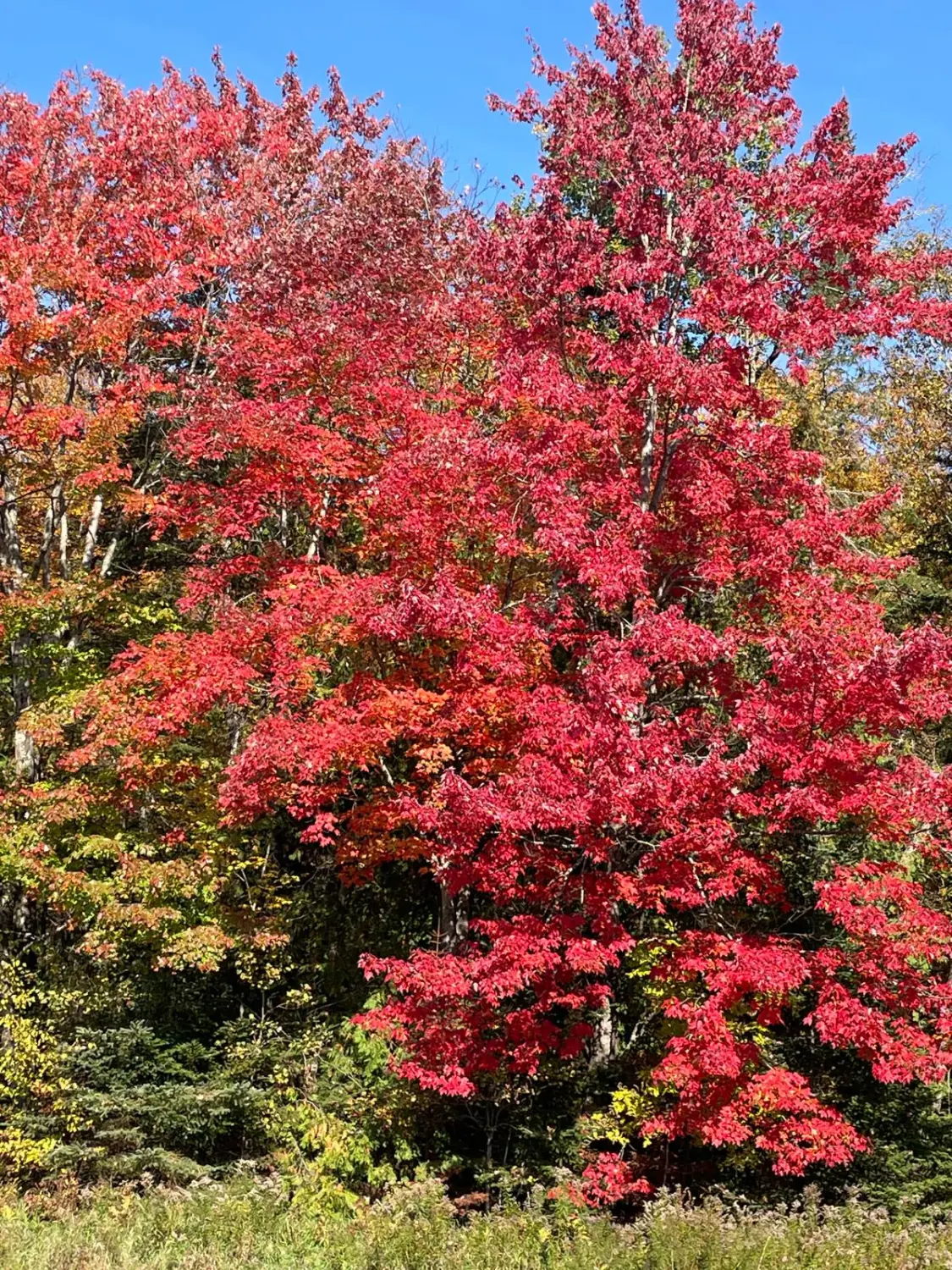 Canada Indian Summer by LTO Sprachprüfung