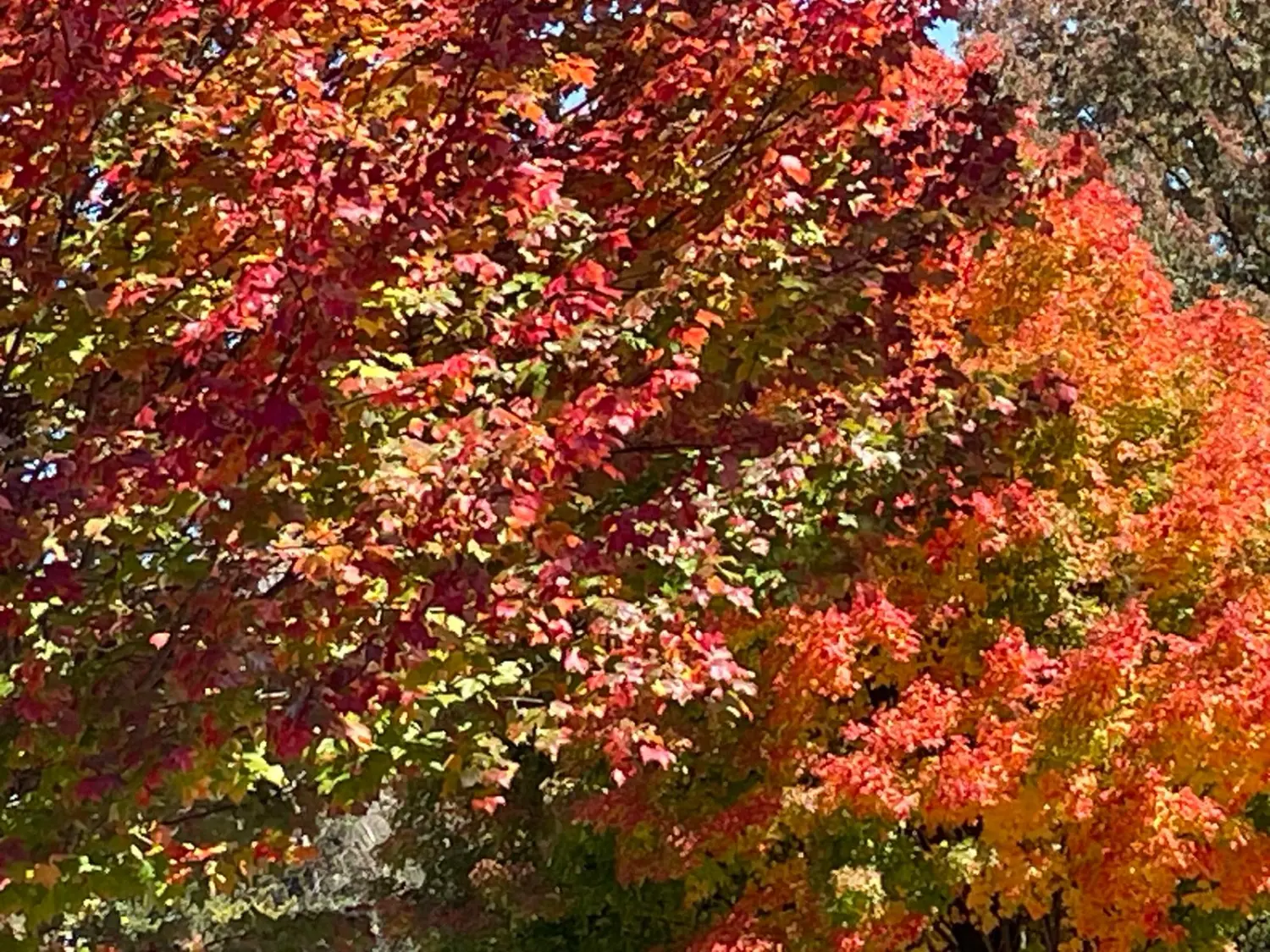 Canada Indian Summer by LTO Sprachprüfung