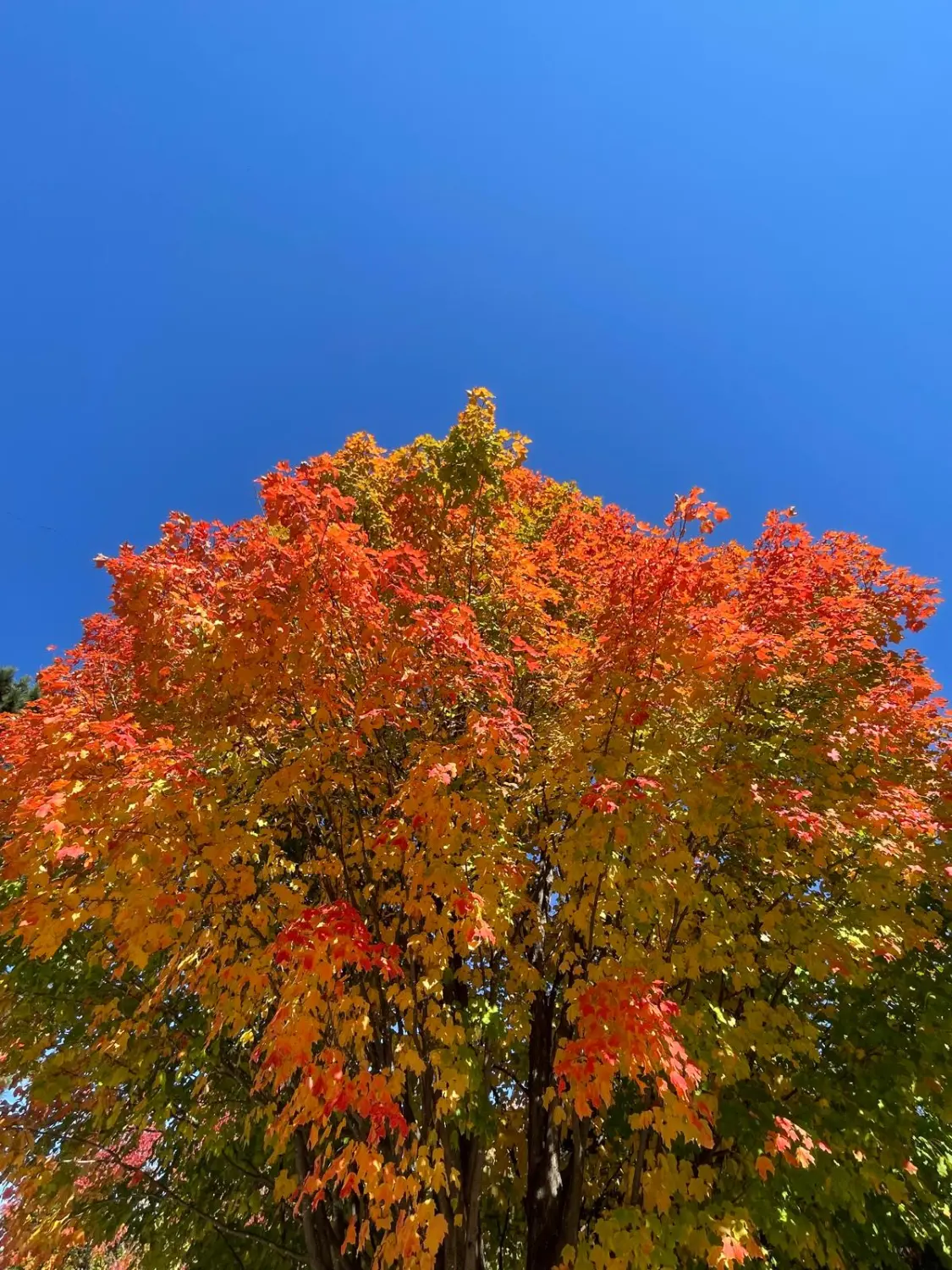 Canada Indian Summer by LTO Sprachprüfung
