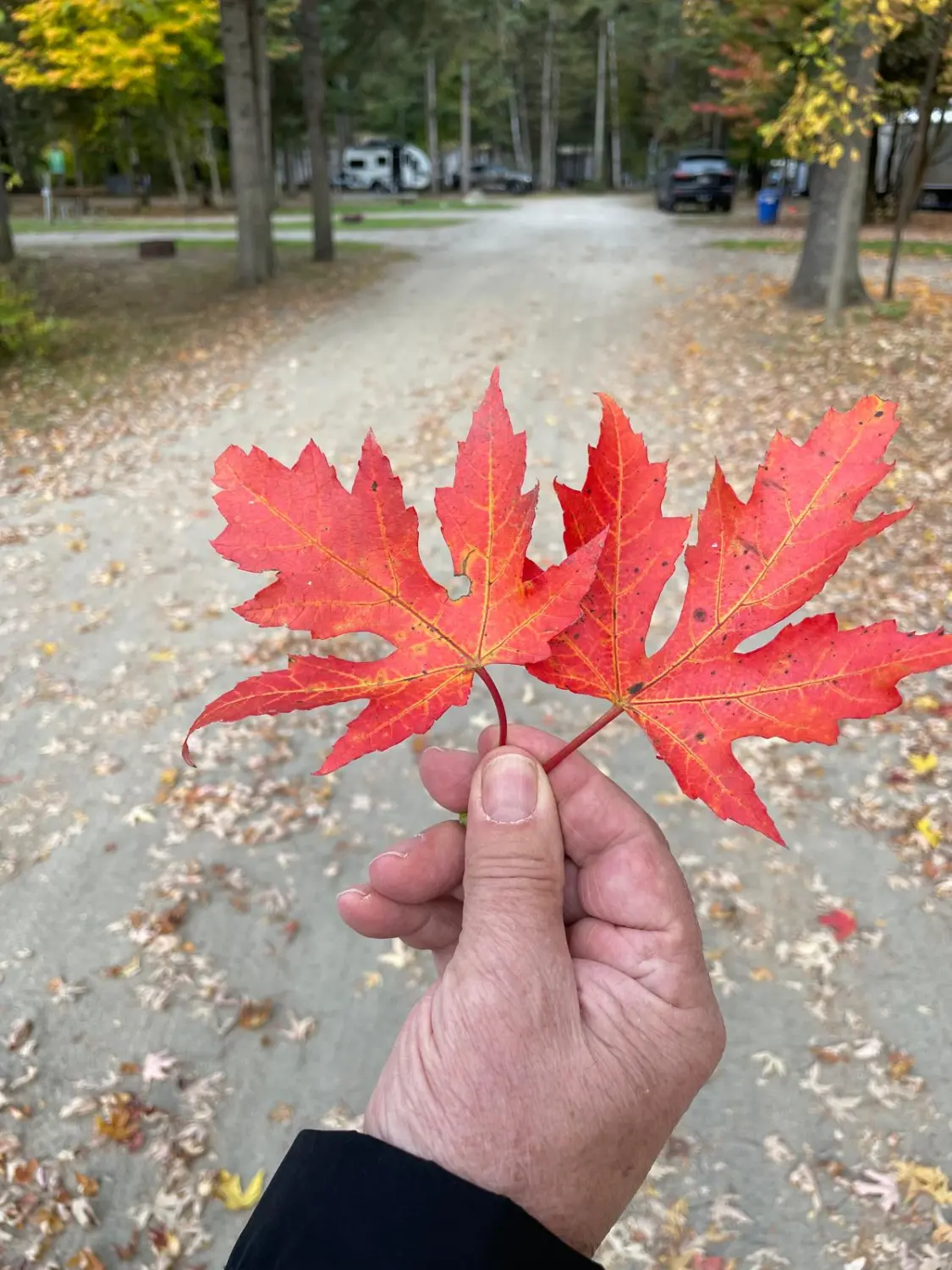 Canada Indian Summer by LTO Sprachprüfung