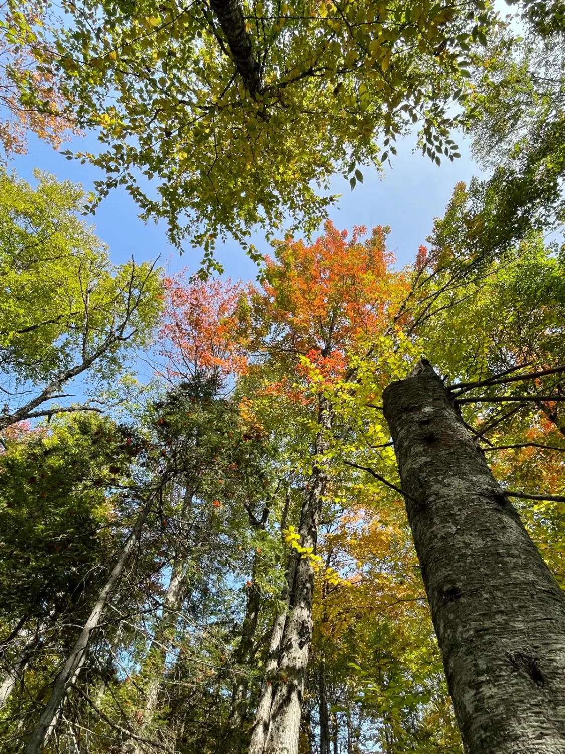 Canada Indian Summer by LTO Sprachprüfung