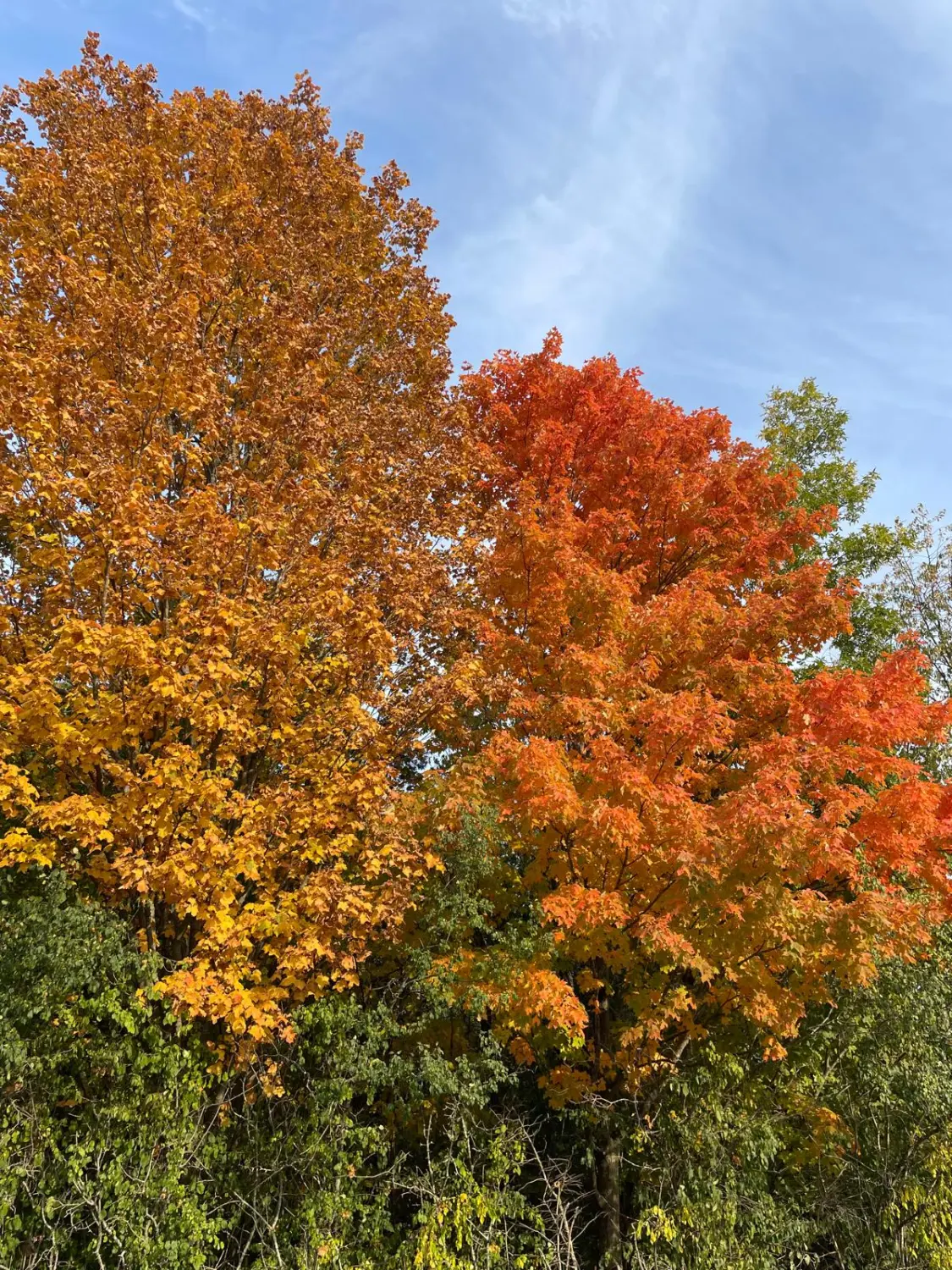 Canada Indian Summer by LTO Sprachprüfung